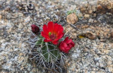 Dogs OK! Prime Home Base minutes to Downtown and Trails - Foto 69