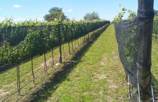 Colonia Caroya Wineries Tour & Tasting - Foto 7