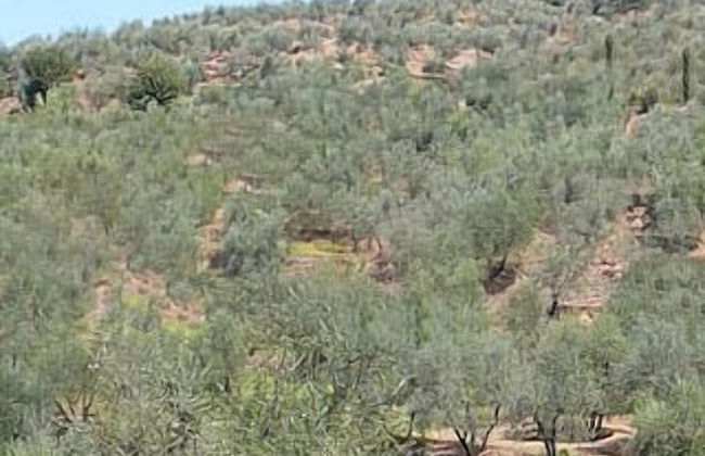 L'antico Trullo - Foto 49