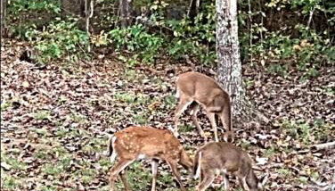The Lily Pad Cabin, 19 Private Acres, Fire Pit - Foto 4