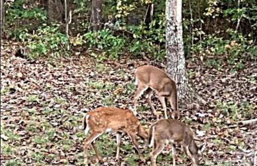 The Lily Pad Cabin, 19 Private Acres, Fire Pit - Foto 4
