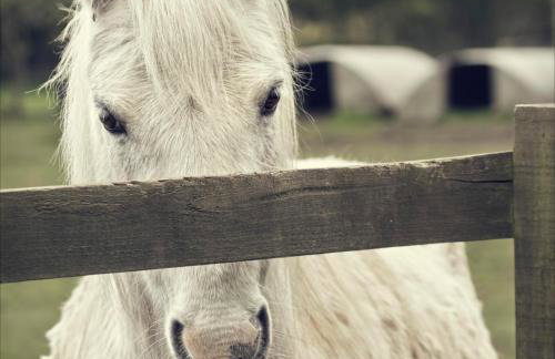 Owls Nest Log Cabin - Foto 14