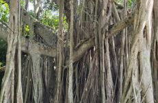 Sarasota Charm - Photo 37