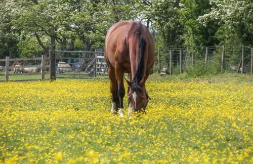 Orchard Cottage - Foto 25