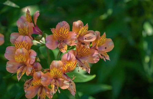 Lavender & Vine - Downtown Retreat with Hot Tub and Fire Pit! - Foto 14