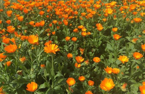 Ferienwohnung Mintbraun - Foto 37