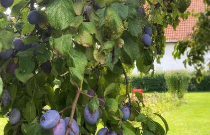 Ferienwohnung am Rittergut 100qm - Foto 23