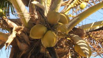 Lindo Apartamento pé na areia com serviço de limpeza - Foto 5