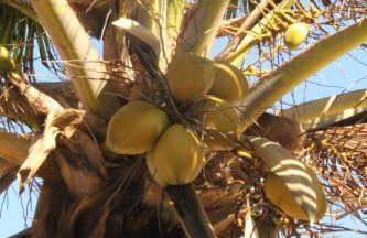 Lindo Apartamento pé na areia com serviço de limpeza - Foto 5