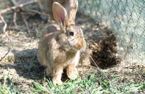 Il Mandorlo - Foto 29