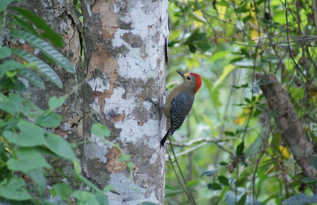 Mini Pini Birdwatching and Cenote Loft4 you Only - Foto 35