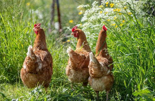 Willmüllerhof - Foto 19