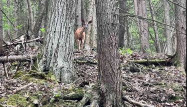 Water & Electric Site 30 Amp Pull trough up to 27 - Foto 3