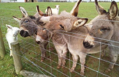 2 Bed in Callington oc-tyler - Foto 17