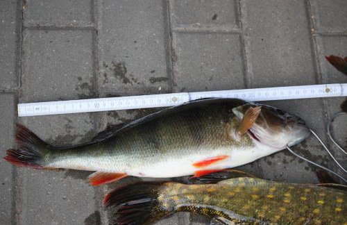 Pojezierze Drawskie Agroturystyka Greanna - Foto 76