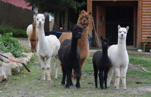 Alpakowy raj - Foto 46