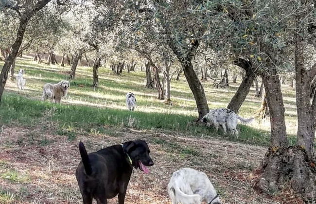 Setter House Agri Hotel - Foto 75