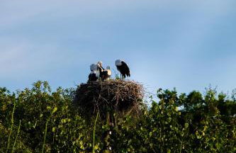 Grzybek Maison champignon - Foto 6
