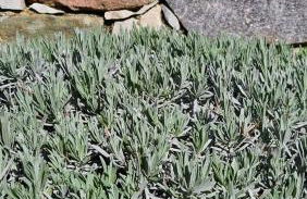 Li Cabanoun, Studios au Soleil Issambres Sainte-Maxime à 3min de la plage à pied - Foto 23