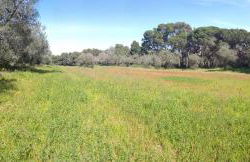 Can Costals Olivo - Foto 35