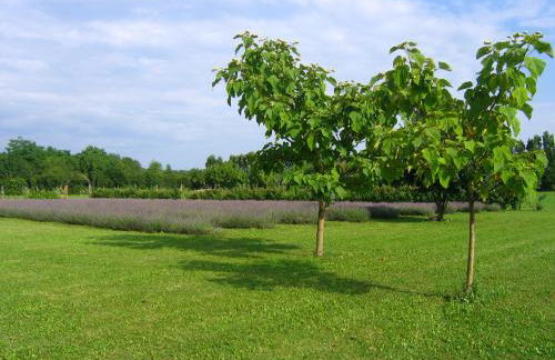 Agriturismo Domus Magna - Foto 24