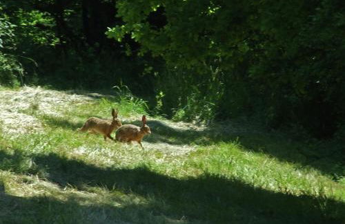 gemütliche Ferienwohnung in Kaifenheim - Foto 73