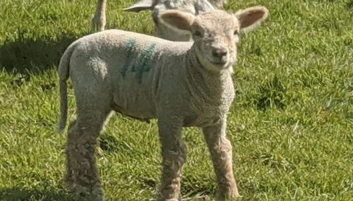 The Piggery - Photo 5