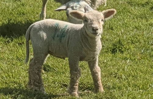 The Piggery - Foto 5