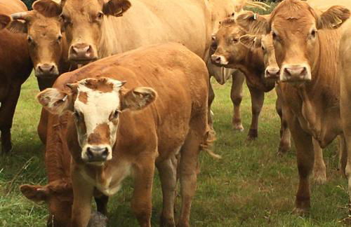 The Old Stable at Manor House, Middleton - Foto 50