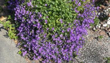 Apartment am Grünen Ring - Foto 3, Garden view