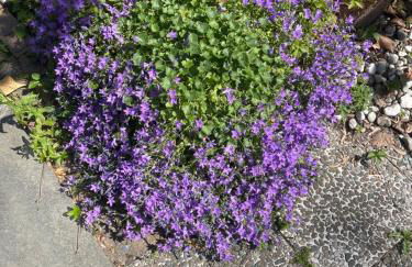 Apartment am Grünen Ring - Foto 3