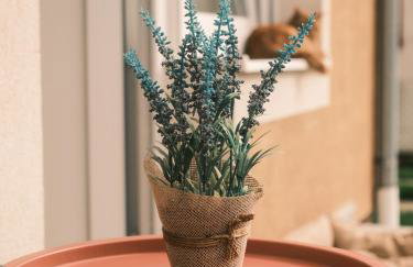 Apartmani Venium - Photo 14