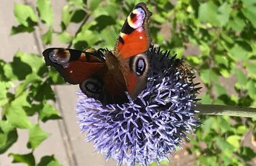 Ferienhaus Napoleon - Foto 23