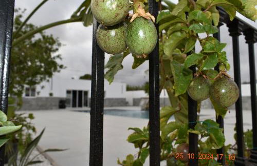 Entre Olivos - Foto 27