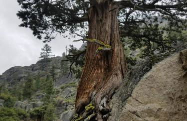 Cozy Mountain Cabin Yosemite Dodge Ridge Ski - Foto 55