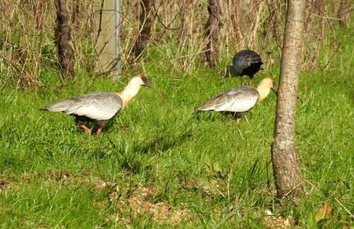 Cabana nas Nuvens - Foto 50