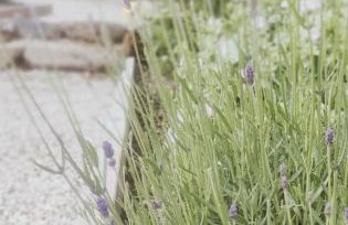 The Home House - Photo 21