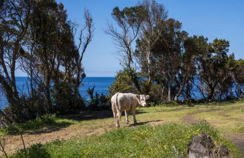 Cantinho dos Cagarros - Photo 45
