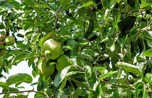 Ferienhaus Apfelzauber - Photo 26