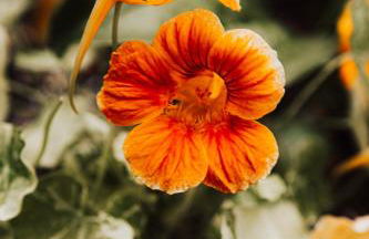 Healing Acres - Foto 36