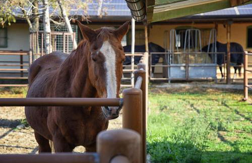 Agriturismo Corte Benetti - Foto 85