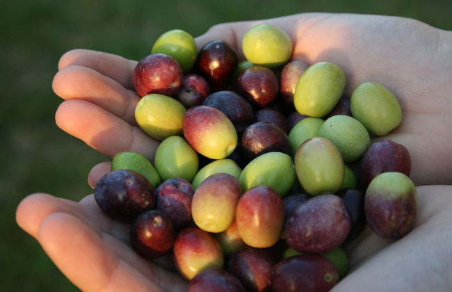 Agriturismo La Montagnola - Foto 94