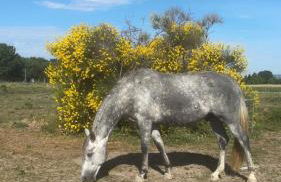 La Bastide des Launes près du Festival de Piano - Foto 9