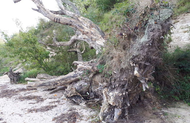 Oostzeevakantie-bork - Foto 30