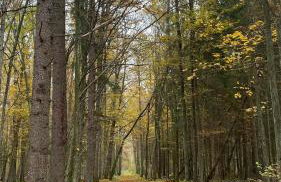 Ostoja Białowieska - Foto 18