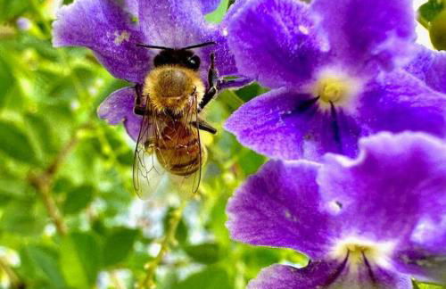 New Design-Movie Night Bar-Fire Pit-Hammocks-Games - Foto 10