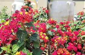 Country villa Sant' Elène- Appartamento Mirto - Foto 49