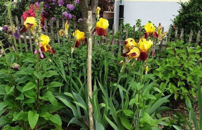 Holiday Apartment in the Rose Garden - Foto 18