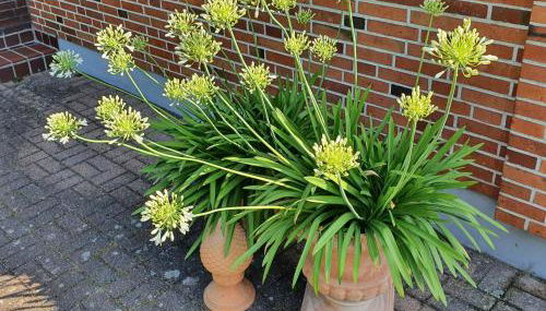 Ferienhaus - Dorfperle Borstel - Foto 3