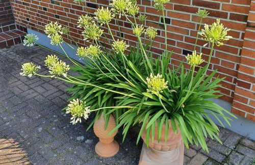 Ferienhaus - Dorfperle Borstel - Foto 3